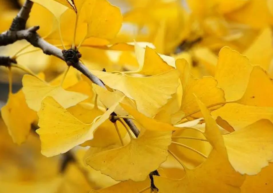【编号】 银杏 ，财富花园