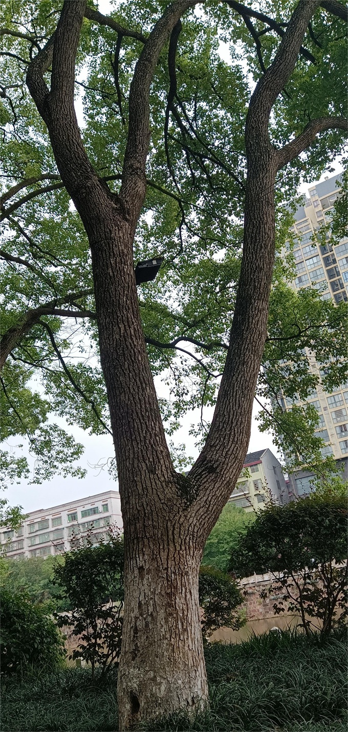 香樟 51cm1_副本.jpg