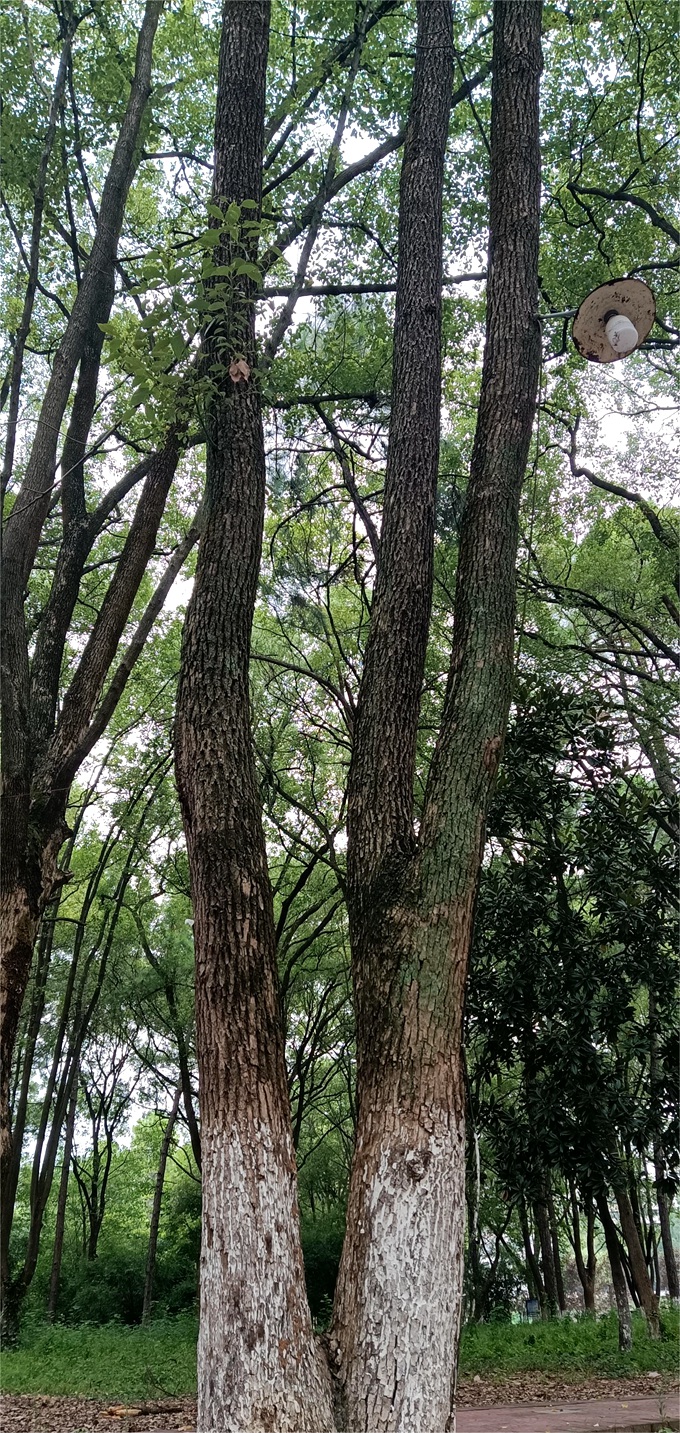 【编号4212073】 香樟 ，中洲公园