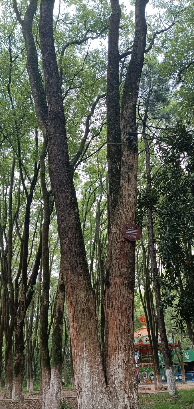 香樟 60cm_副本.jpg