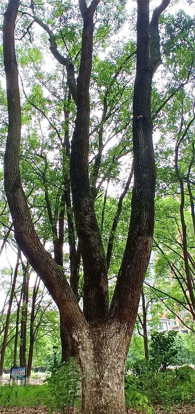 香樟 66cm_副本.jpg