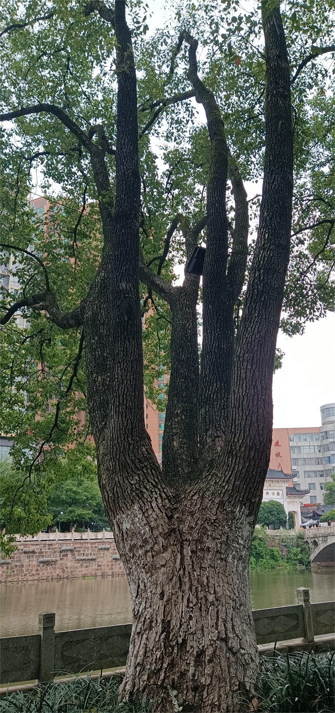 【编号4212079】 香樟 ，中洲公园