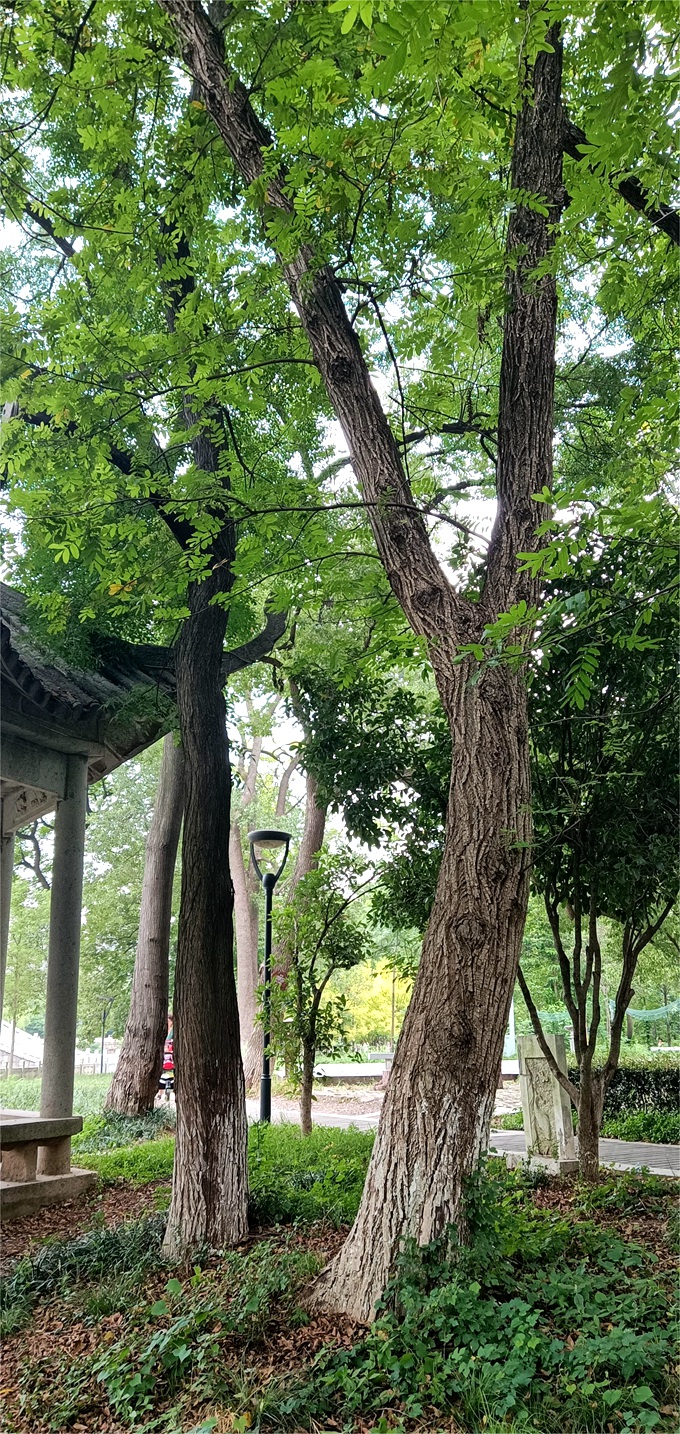 枫杨  51.9cm_副本.jpg