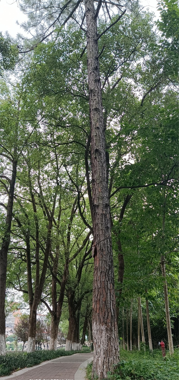 松树 49cm_副本.jpg