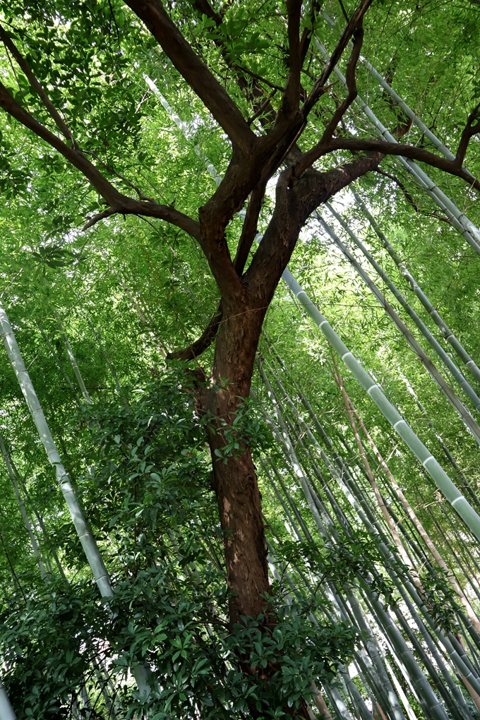 椤木石楠（衡阳县县委1）_副本.jpg