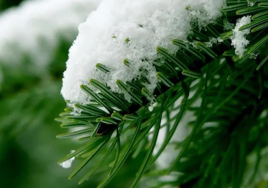 【编号4212011】 雪松 ，衡阳县人民政府
