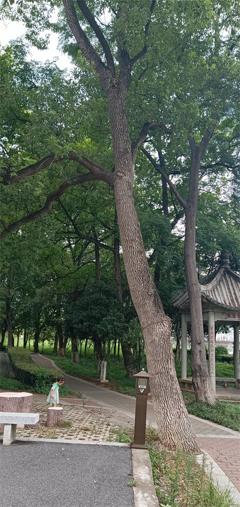 【编号4212065】 香樟 ，中洲公园