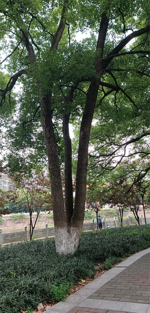 【编号4212080】 香樟 ，中洲公园