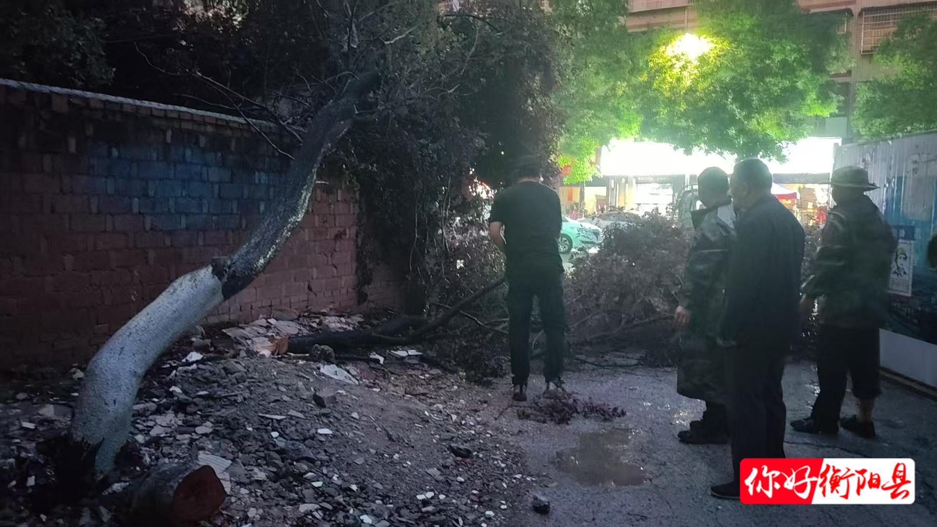 县园林绿化所：主动出击应对极端大风暴雨天