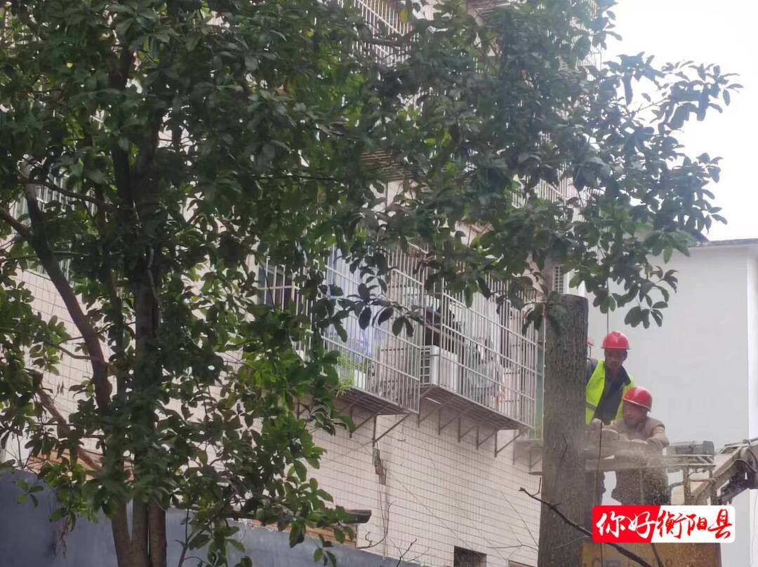 为民办实事丨园林绿化所：清理空心枯树 保