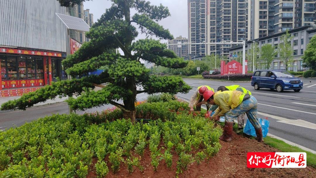 县园林处：花卉更换添新彩 助力第三届湖南