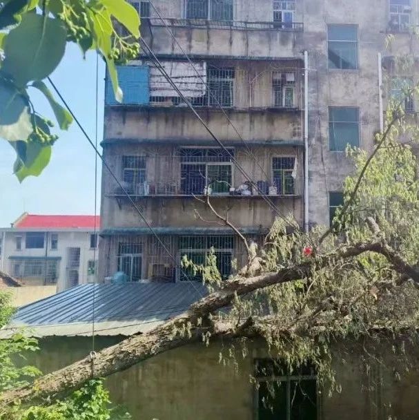 西渡街上一大树倒伏，压塌居民房屋屋顶...
